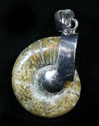 Whole Polished Ammonite Fossil Pendant #26933